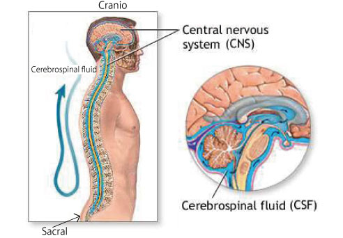 Terapi Craniosacral